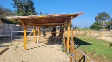 Disponibile posto paddock per cavallo /cavalla