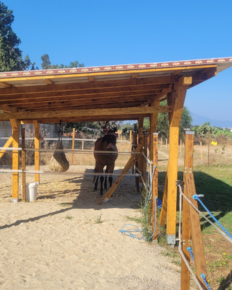 Disponibile posto paddock per cavallo /cavalla