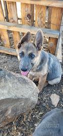 Cuccioli di Pastore Tedesco Grigione