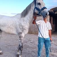 Cavallo da salto
