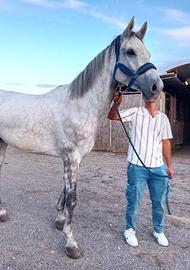 Cavallo da salto