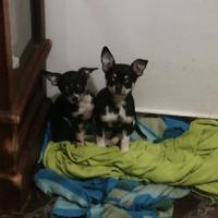 Cucciolo chihuahua