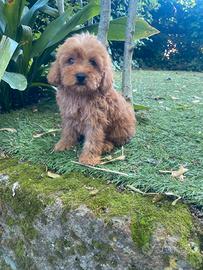 Cuccioli di Maltipoo