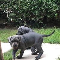 Cane corso cuccioli neri e grigi