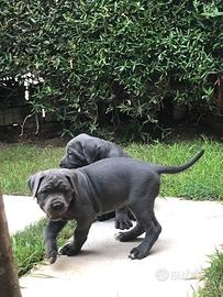 Cane corso cuccioli neri e grigi