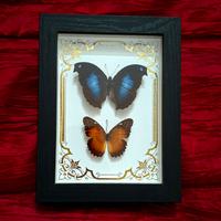 Quadro farfalle