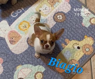 Chihuahua