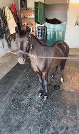 Pony