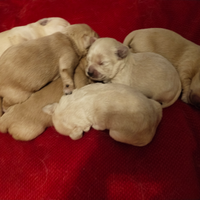 7 Cuccioli nati il 7 febbraio 2026