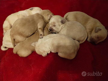 7 Cuccioli nati il 7 febbraio 2026