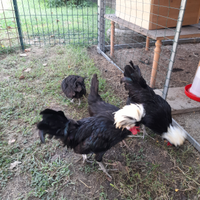 Galli galline pulcini ciuffate olandesi ornamental