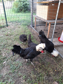 Galli galline pulcini ciuffate olandesi ornamental