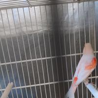 Canarini più gabbia