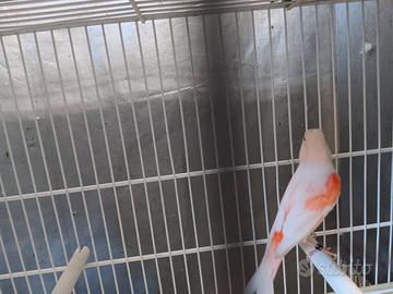 Canarini più gabbia