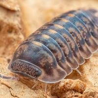 Isopodi sp. Cubaris Tung Song