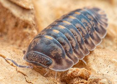 Isopodi sp. Cubaris Tung Song