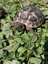 Tartaruga di terra baby