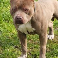 Pitbull disponibili per monte