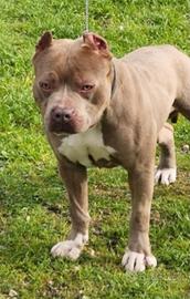 Pitbull disponibili per monte