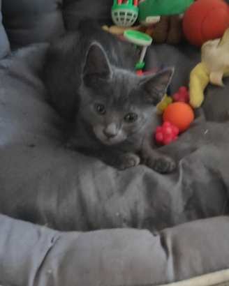 Adozione cuccioli certosino maschi di 6 mesi circa