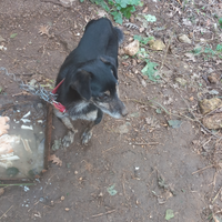 Cane per compagnia solo per veri amanti