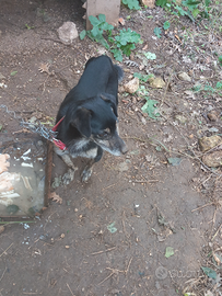Cane per compagnia solo per veri amanti