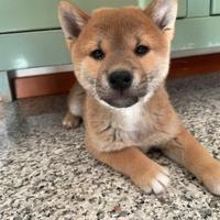 Cuccioli Shiba Inu