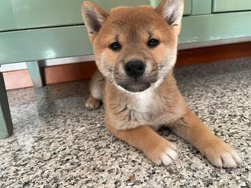 Cuccioli Shiba Inu