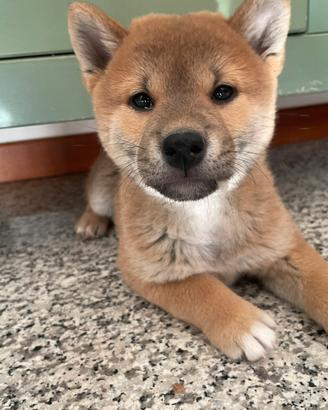 Cuccioli Shiba Inu