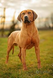 Stupendi cuccioli di razza Rhodesian Ridgeback