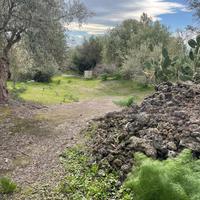 Terreno agricolo uliveto