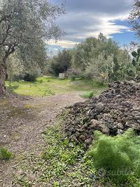 Terreno agricolo uliveto