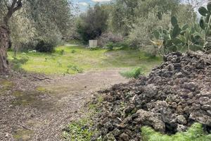 Terreno agricolo uliveto