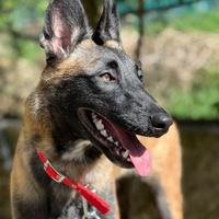 Pastore belga Malinois