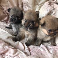 Cuccioli spitz piccolo-Pomerania