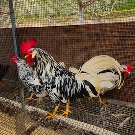 Galline LIVORNESE EXQUELTER