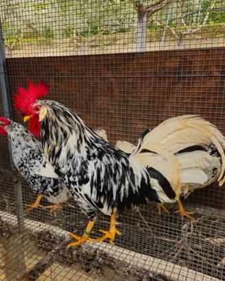 Galline LIVORNESE EXQUELTER