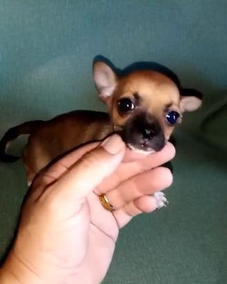 Mini cuccioli di chihuahua Toy