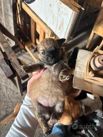 Cani meticci adorabili