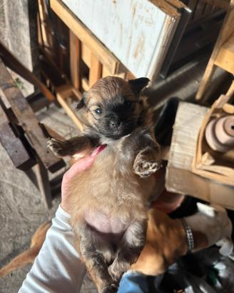 Cani meticci adorabili