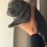 Bull Dog Francese