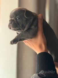 Bull Dog Francese