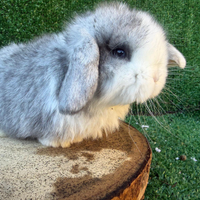 Minilop martora blu occhi azzurri