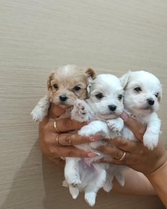 Maltipoo mini Toy