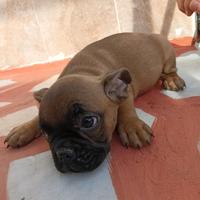 Bulldog francese