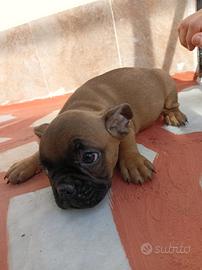 Bulldog francese