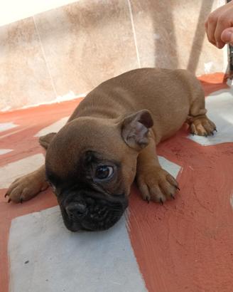 Bulldog francese