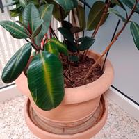 Pianta da interno con vaso