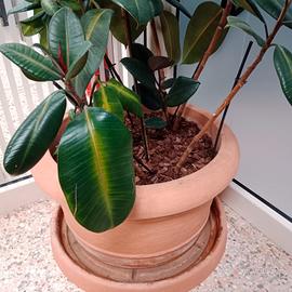 Pianta da interno con vaso