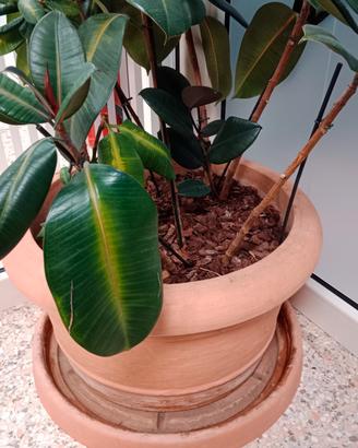 Pianta da interno con vaso